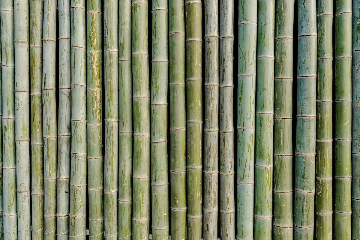 Bamboo poles