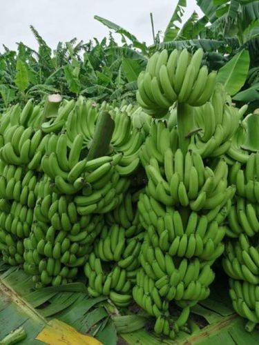 G9 Cavendish bananas