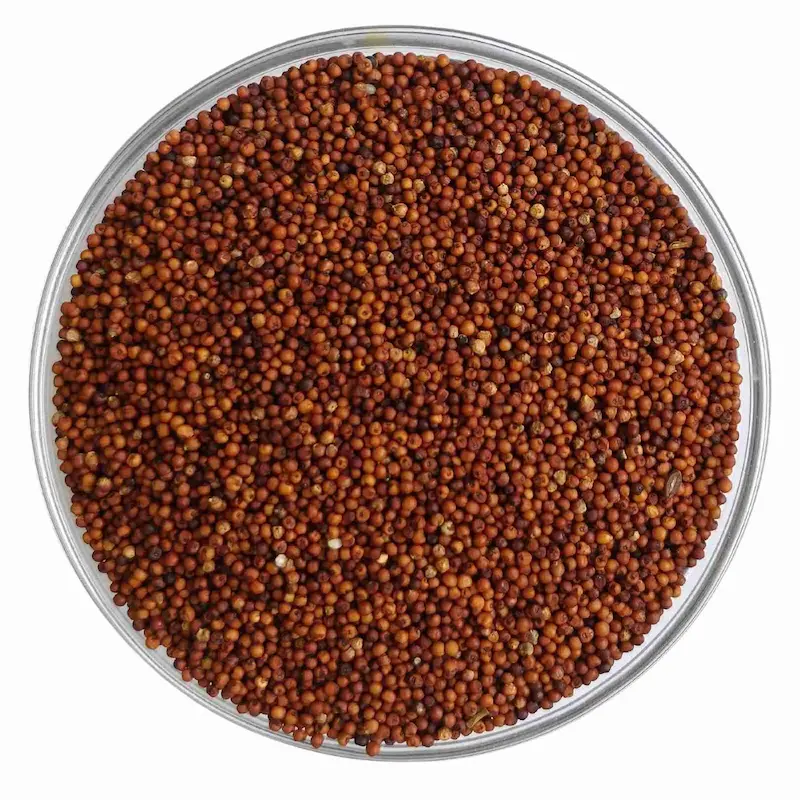 Ragi finger millet