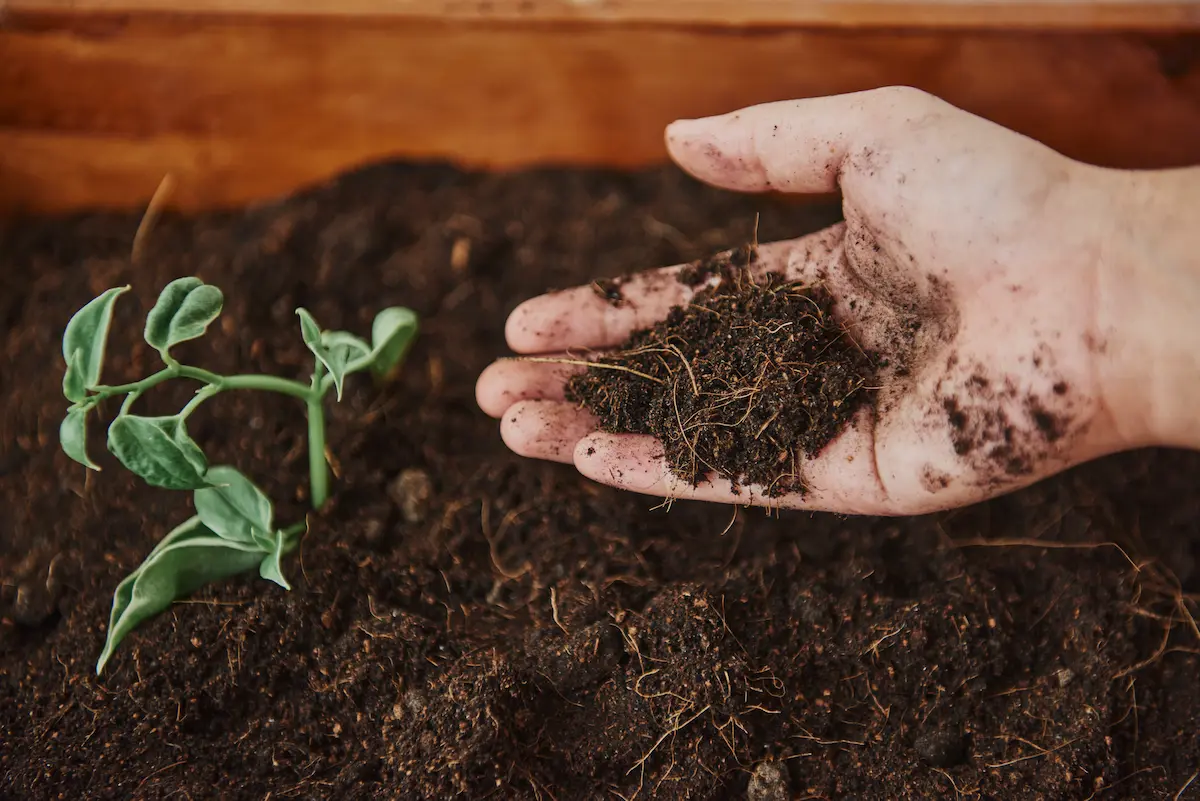 Vermicompost
